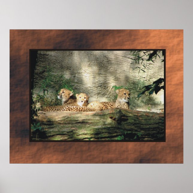 Cheeta Poster (Front)