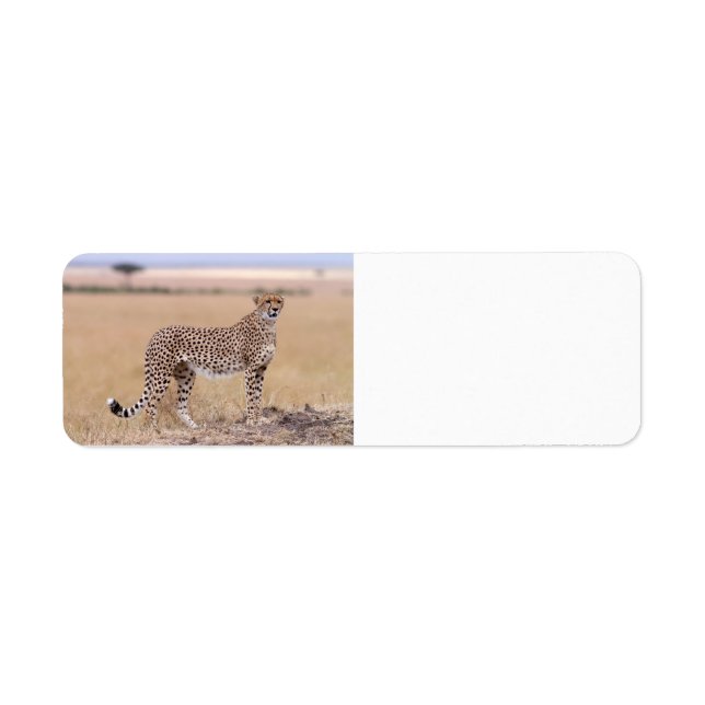 Cheetah (Front)