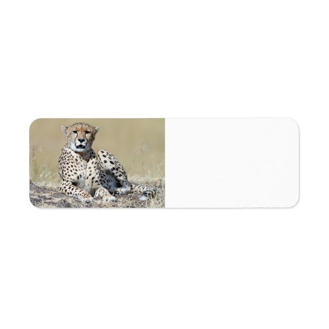 Cheetah (Front)