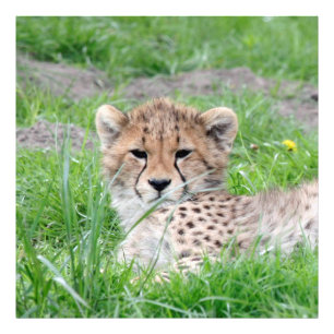Cheetah20150904 Photo Print