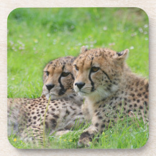 Cheetah 001 coaster