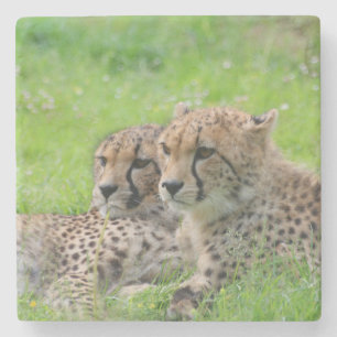 Cheetah 001 stone coaster