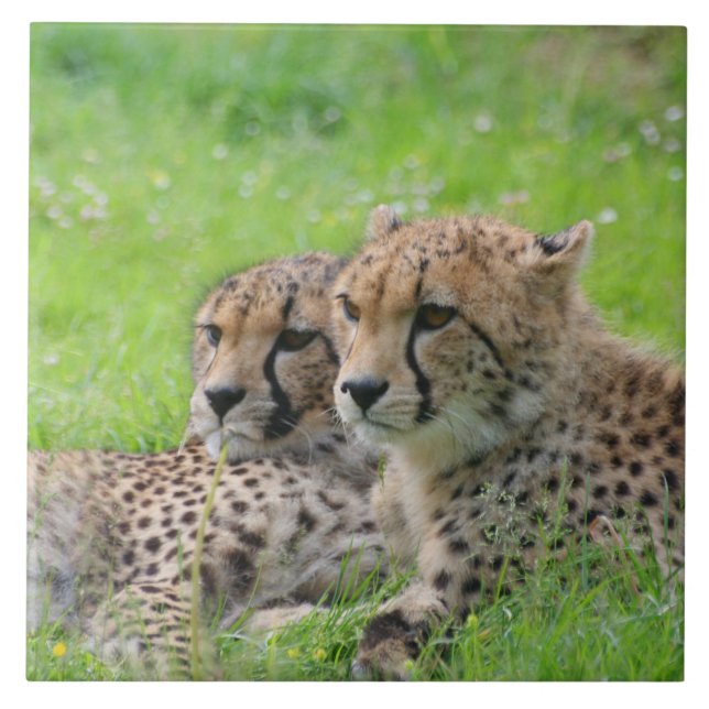 Cheetah 001 tile (Front)