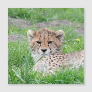 Cheetah 002