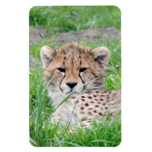 Cheetah 002 magnet