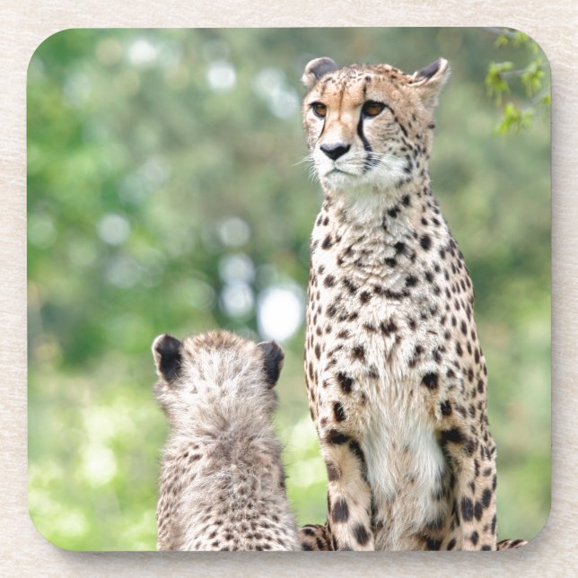 Cheetah 004 coaster (Front)