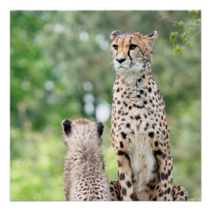 Cheetah 004 poster