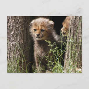 Cheetah 005 postcard