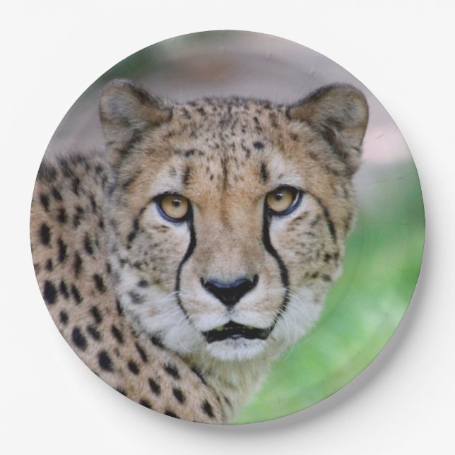 Cheetah 009 paper plate (Front)