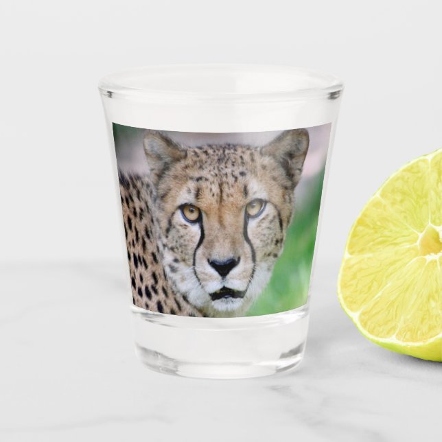Cheetah 009 shot glass (Front)