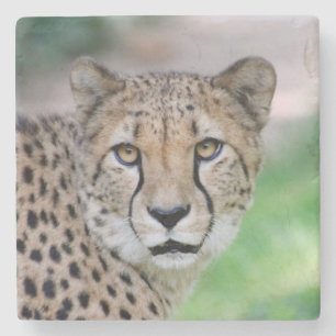 Cheetah 009 stone coaster