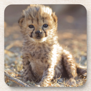 Cheetah 19 days old male cub coaster