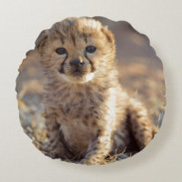 Cheetah 19 days old male cub