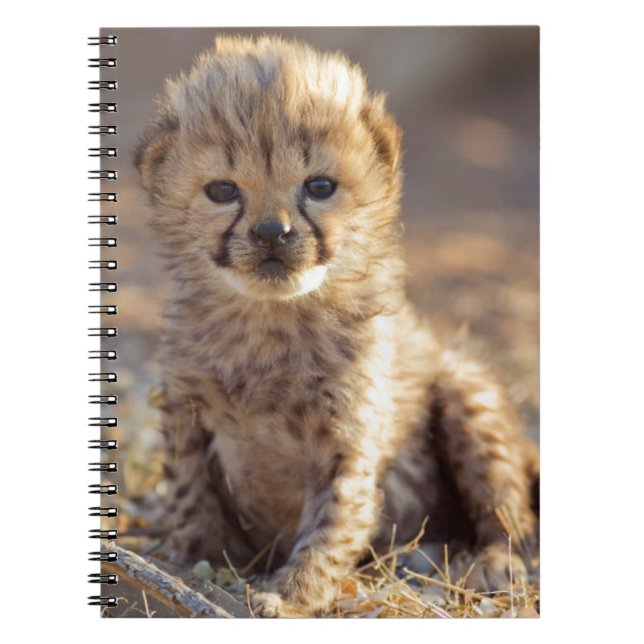 Cheetah 19 days old male cub spiral notebook (Front)