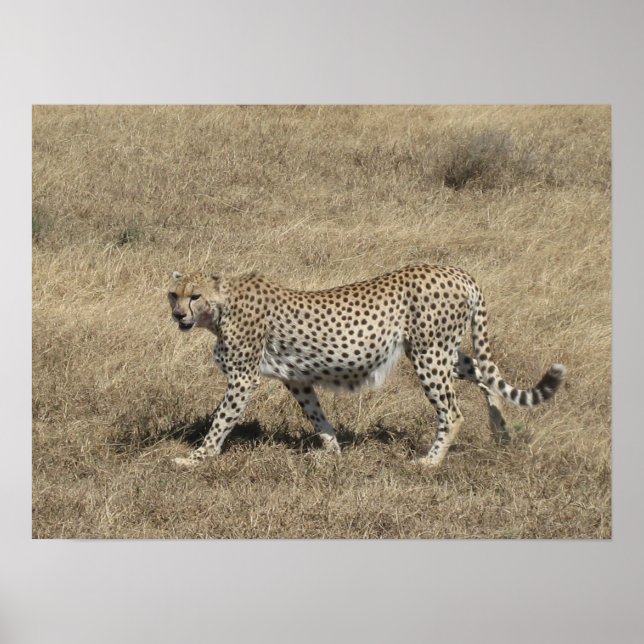 Cheetah 20x15" poster (Front)
