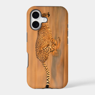 Cheetah 4