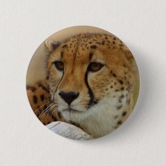Cheetah 6 Cm Round Badge