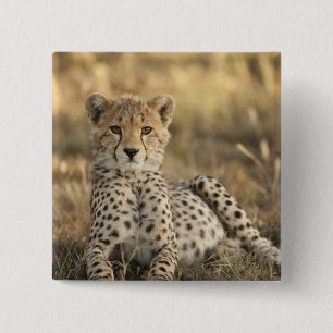 Cheetah, Acinonyx jubatus 15 Cm Square Badge