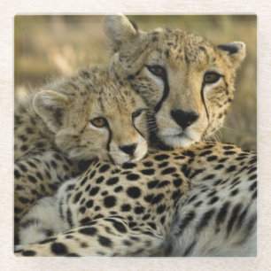 Cheetah, Acinonyx jubatus 2 Glass Coaster