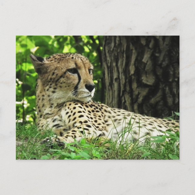 Cheetah (Acinonyx Jubatus) In Jungle Postcard (Front)