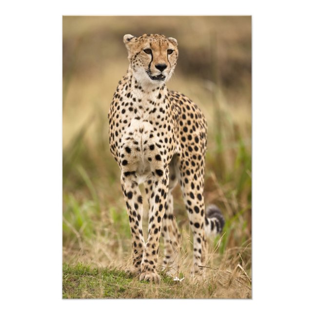 Cheetah, Acinonyx jubatus, in the Masai Mara Photo Print (Front)