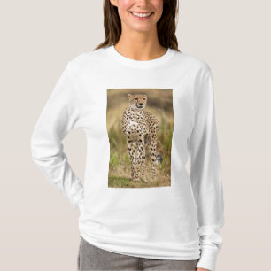 Cheetah, Acinonyx jubatus, in the Masai Mara T-Shirt