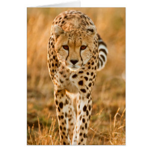 Cheetah (Acinonyx Jubatus) Portrait, Maasai