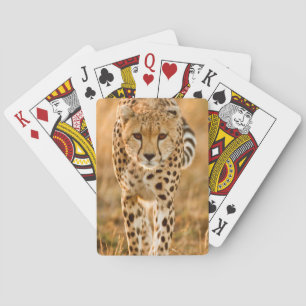 Cheetah (Acinonyx Jubatus) Portrait, Maasai Playing Cards