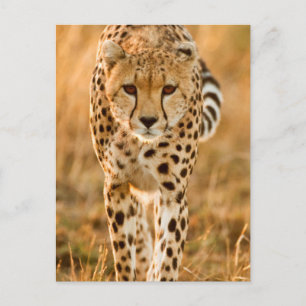 Cheetah (Acinonyx Jubatus) Portrait, Maasai Postcard