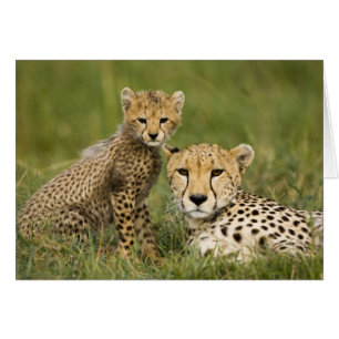 Cheetah, Acinonyx jubatus, with Cub