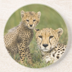 Cheetah, Acinonyx jubatus, with Cub Coaster