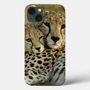 Cheetah, Acinonyx jubatus, with cub in the Masai 2 iPhone 13 Case
