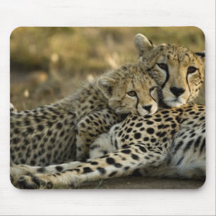 Cheetah, Acinonyx jubatus, with cub in the Masai 2 Mouse Pad
