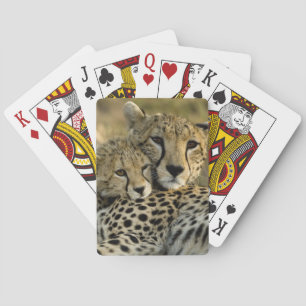 Cheetah, Acinonyx jubatus, with cub in the Masai 2 Playing Cards