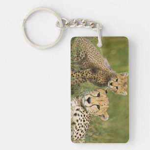Cheetah, Acinonyx jubatus, with Cub Key Ring