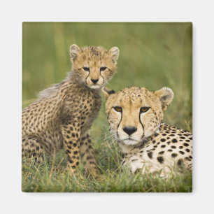 Cheetah, Acinonyx jubatus, with Cub Magnet