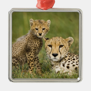Cheetah, Acinonyx jubatus, with Cub Metal Tree Decoration