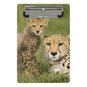 Cheetah, Acinonyx jubatus, with Cub Mini Clipboard