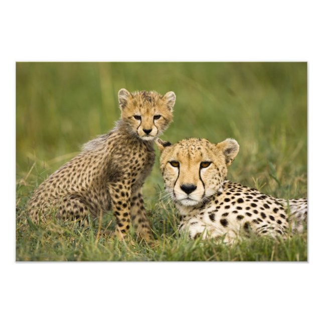 Cheetah, Acinonyx jubatus, with Cub Photo Print (Front)