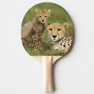 Cheetah, Acinonyx jubatus, with Cub Ping Pong Paddle