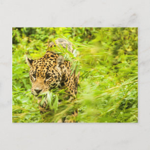 Cheetah Animal Postcard