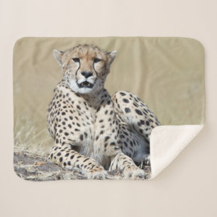 Cheetah at the Masai Mara in Kenya photo Sherpa Blanket