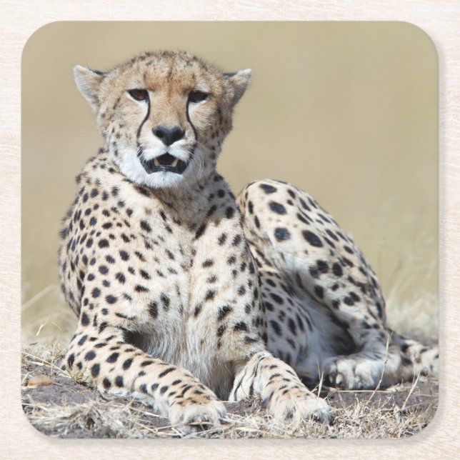Cheetah at the Masai Mara in Kenya photo Square Paper Coaster (Front)