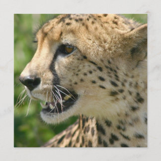 Cheetah Attack Invitation