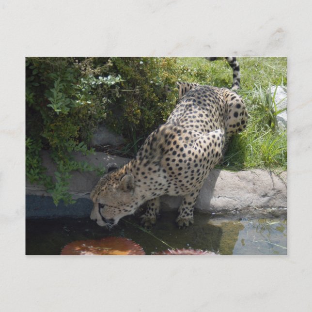 cheetah-b-1 postcard (Front)