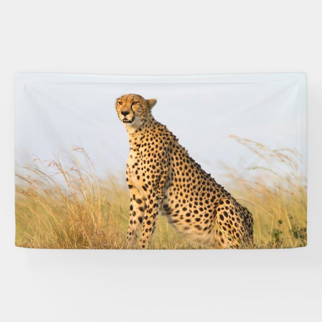Cheetah Banner (Horizontal)