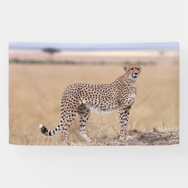 Cheetah Banner (Horizontal)