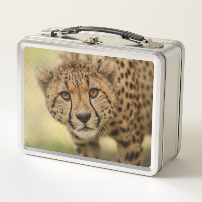 Cheetah - Big Cat Metal Lunch Box (Front)