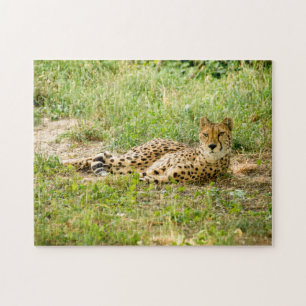 Cheetah Big Cats. Jigsaw Puzzle
