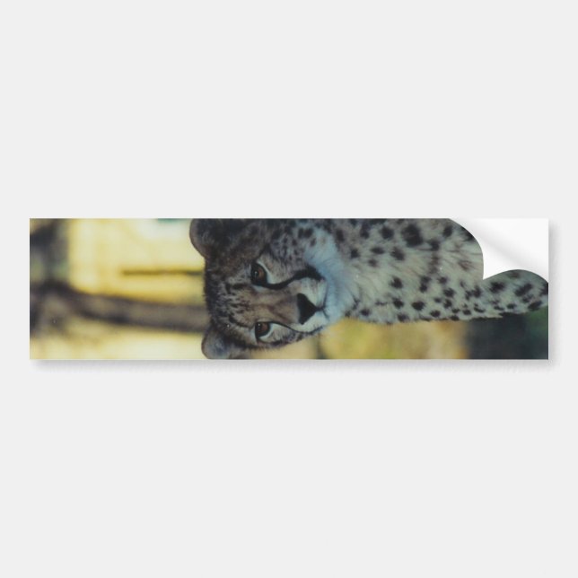 Cheetah Bumper Sticker (Front)